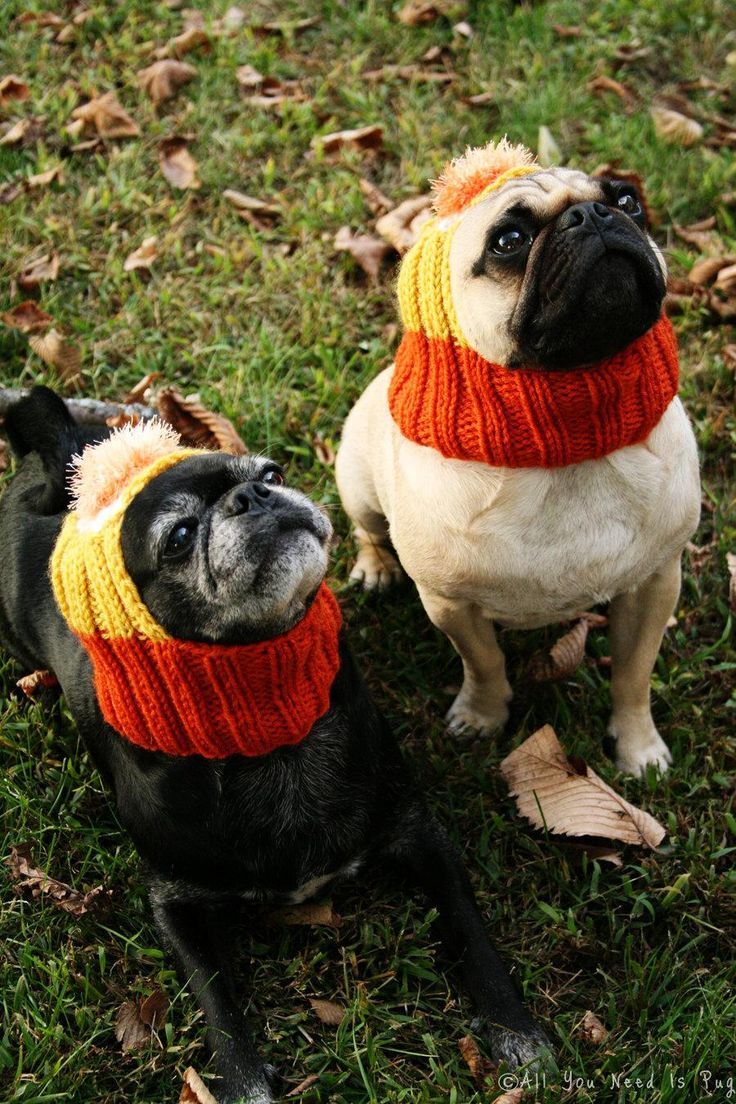 adplugg's tweet photo. Corn Dogs! Have some candy corn and a Happy Thanksgiving everyone! #pugoftheweek #pugs #dogs #thanksgiving #thanksgiving2017 https://t.co/tuYAcvwNtg
