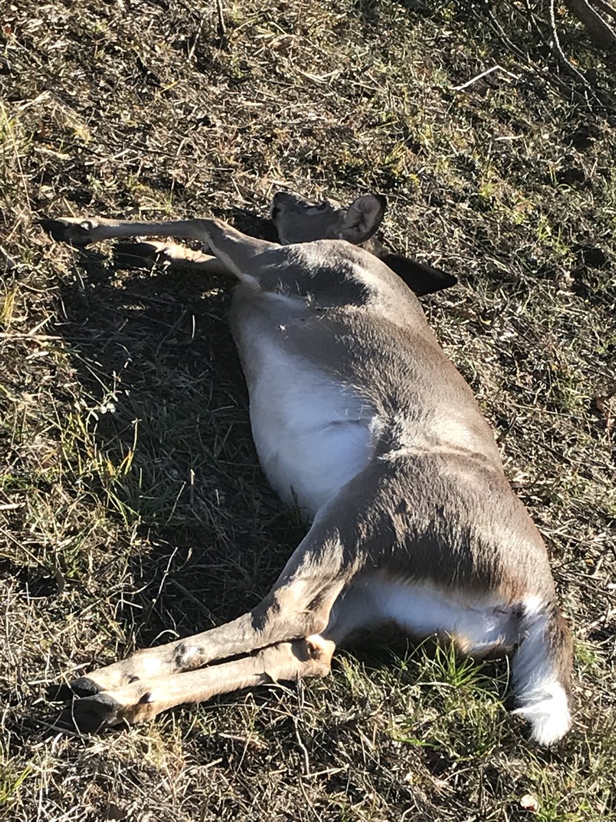 ProfessorTECH_'s tweet photo. Got em! Bambi is down! Thanksgiving is off to a good start, now I just need my DAWGS to win the EggBowl! #HailState #GoodHunt https://t.co/COavN06ncY