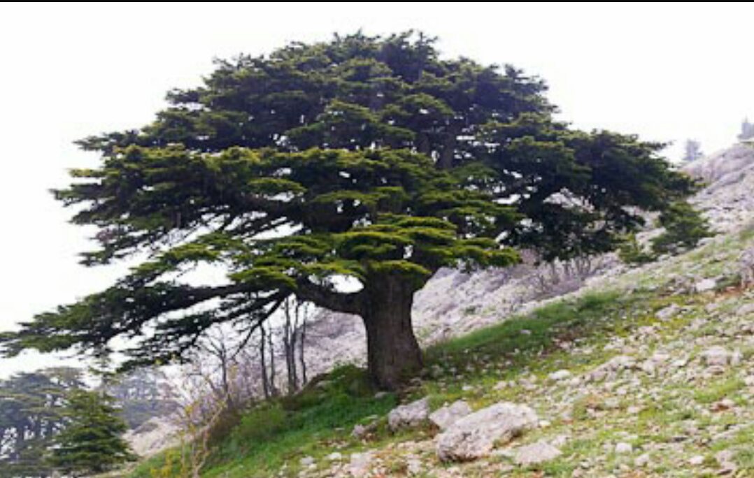 عجائب النبات בטוויטר شجرة الأرز تتواجد في لبنان وسوريا وتركيا