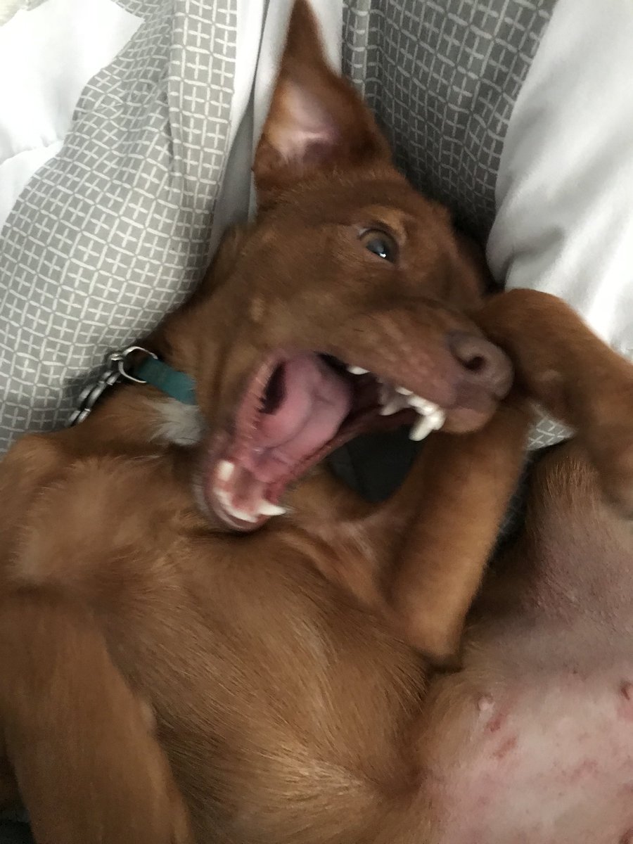 Mahz_z's tweet photo. Happy thanksgiving everyone!!! Athena seems super excited about it too!! Gonna run some #Dota2 and get flamed. Come hang out!!! #twitchtv #twitchstreamer #SupportSmallerStreamers #teamteamshots #dotarage #PCGamer #dogsoftwitter #PCMasterRace https://t.co/d33NfXiTTt