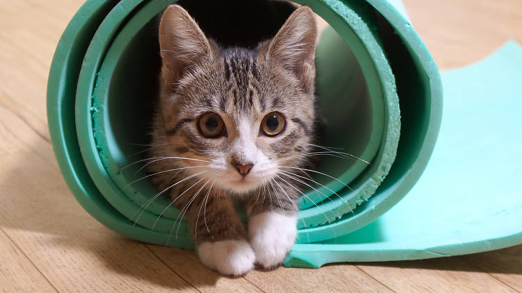 ache_'s tweet photo. ¿Yoga para gatos? Meow! #TOMPets les recomienda estas relajantes clases para sus mininos en #Catfecito: https://t.co/j6zDuhFDs4 https://t.co/XCtCpjvIGb