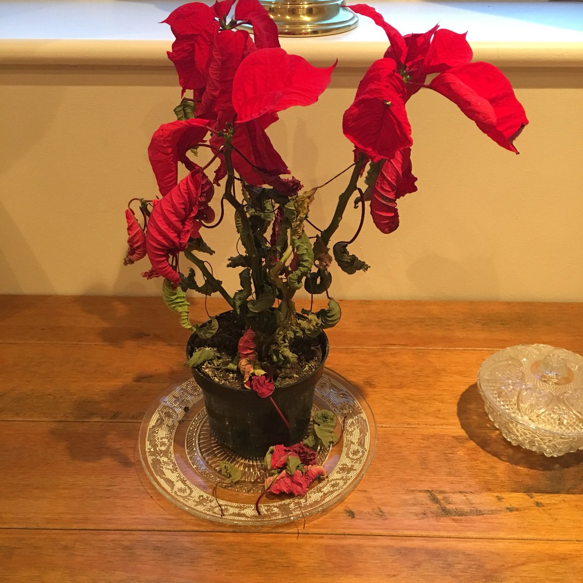 lucy_locket2804's tweet photo. Word of warning people @Tesco festive poinsettia does not last the festive period as promised! Very disappointed https://t.co/eVOZ1TvWE4