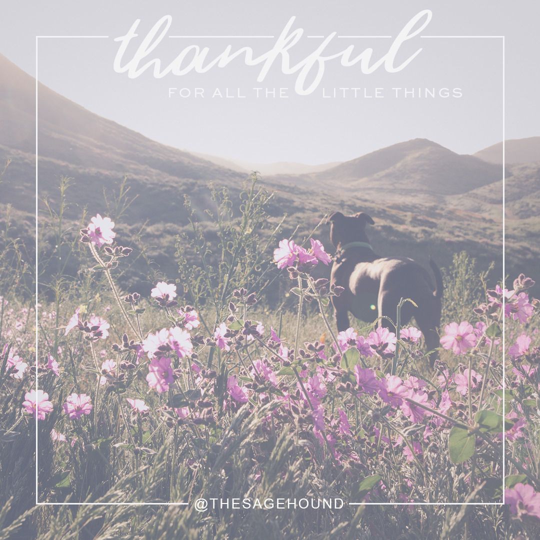 thesagehound's tweet photo. Happy Thanksgiving! Enjoy your family and friends on this day. #thankful #bendlife #thesagehound https://t.co/rEwVqPJSm8