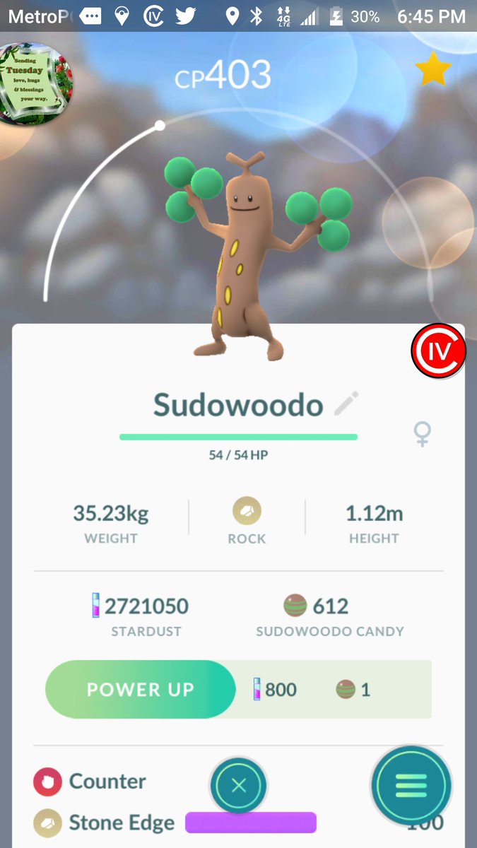 immatree3's tweet photo. Been on the hunt for this since Gen two dropped well worth am that dust @PkmnMasterHolly @MYSTIC7 #immatree https://t.co/MLutr9tQPl