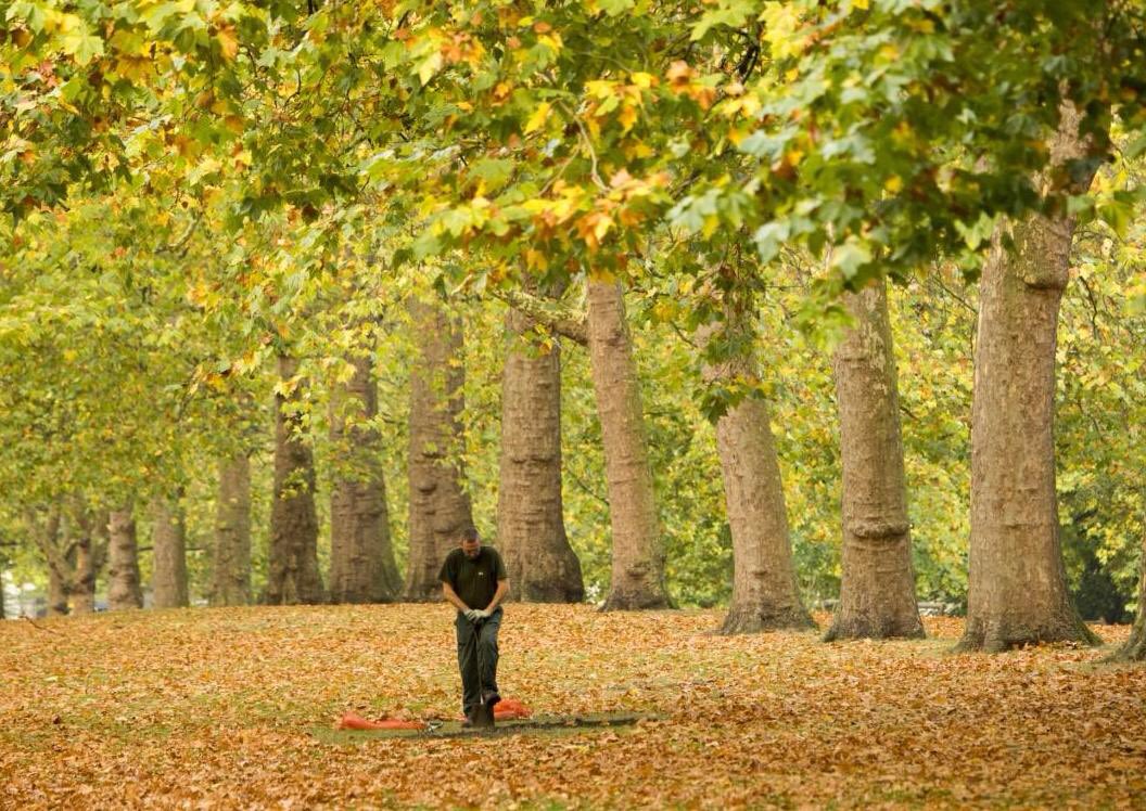 wazzo_m's tweet photo. Bathed in autumn colour an evocative image of one of the OCS gardeners at St James's Park @theroyalparks planting some of the 140,000 spring bulbs for naturalising next spring #ocsgroup #stjames'spark #royalparks #spring #flowerbulbs #daffodils https://t.co/oIKXVGHNRh