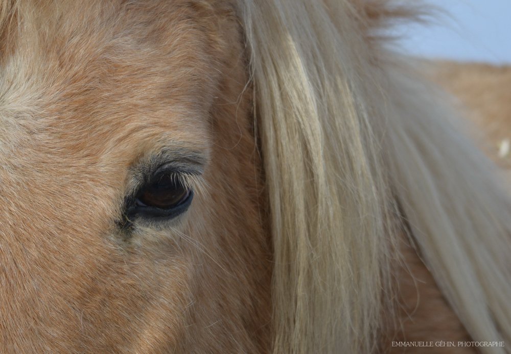 EmmanuelleGehin's tweet photo. Dimanche je participerai à un encan où une trentaine de chevaux seront en vente. Ceux qui ne seront pas vendus iront sans doute à l'abattoir. Peut-être le premier sauvetage pour Cheval Expression. Pour faire un don, merci de me contacter en privé. https://t.co/UG3I6RLDLm