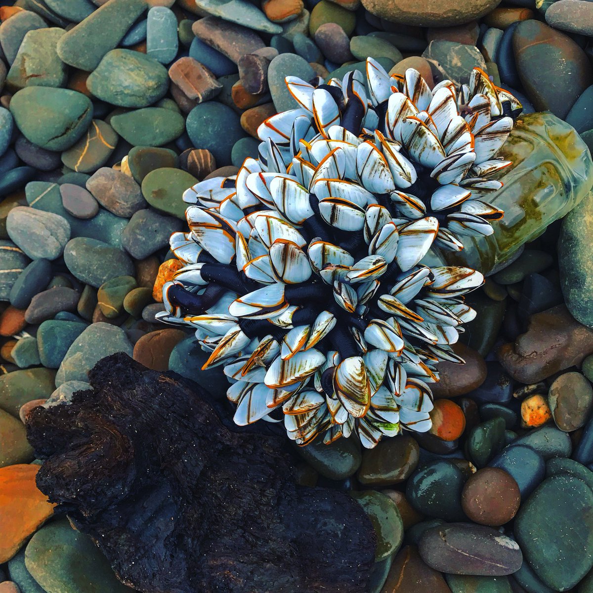 netty_wilson's tweet photo. Beach style #Budeful #seashells #barnicles #plasticpollution you can find beauty anywhere https://t.co/9jE4wg3xEK
