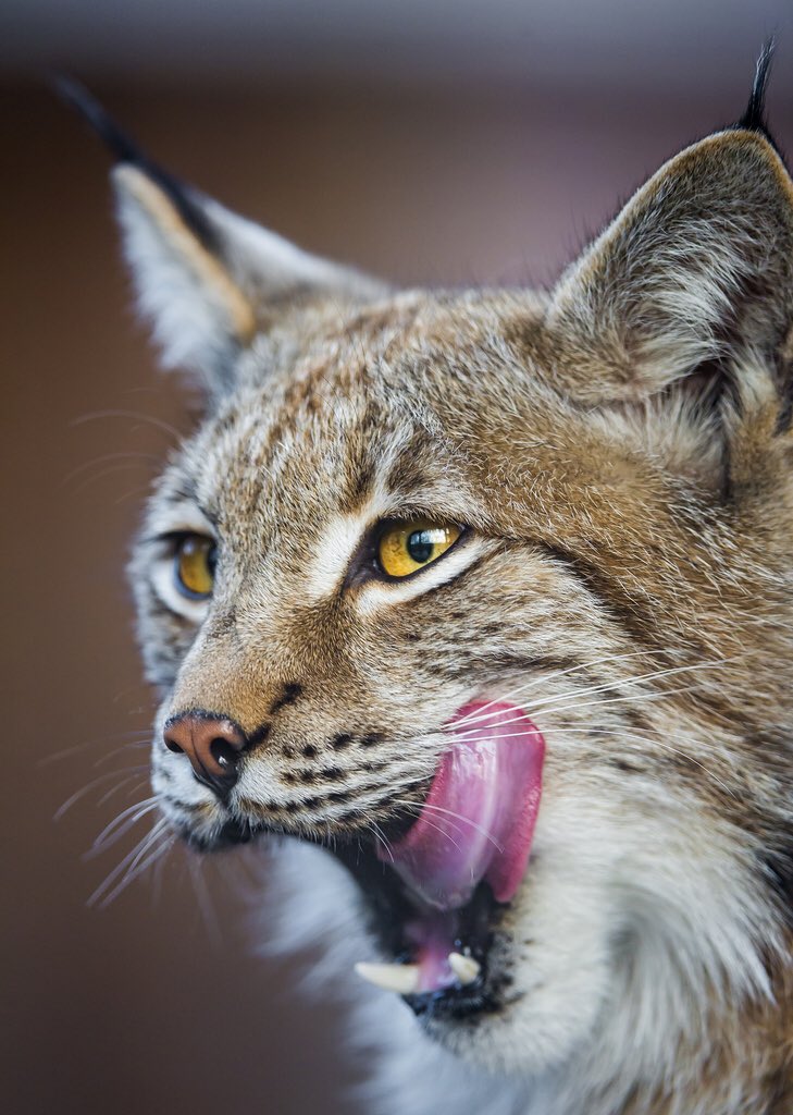 Happy Thanksgiving #LynxNation! Everybody enjoy a day full of food &amp; family! #GoLynx