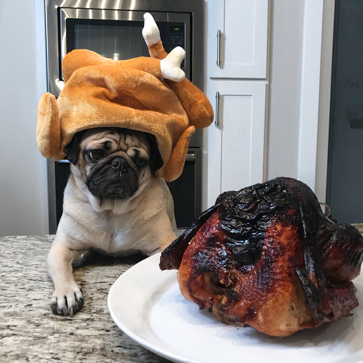 itsdougthepug's tweet photo. I told u not to leave me in charge of the turkey https://t.co/VPfe6hkZ5U