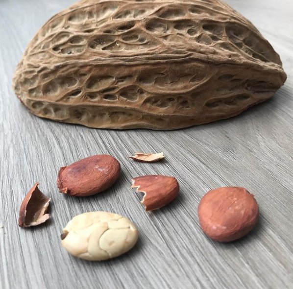 VILLAMERCEDESSC's tweet photo. Pataxte o Cacao Blanco es una especie utilizada en Chiapas, Tabasco y Oaxaca para elaborar diferentes bebidas como el pozol y chocoloatole. Vía @rafa.mier #Chiapas https://t.co/v605VuIXiq