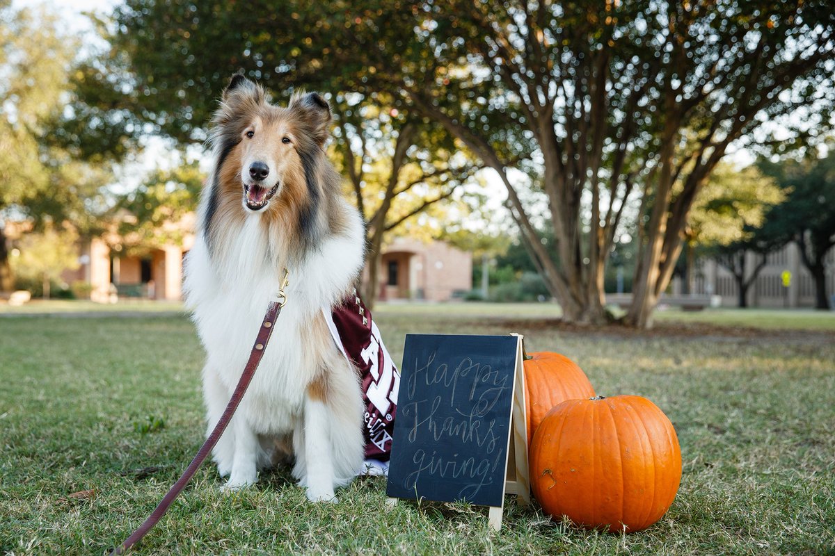 reveille's tweet photo. Happy Thanksgiving, my Aggies!!! 🍁🦃👍 https://t.co/vb3UbxxJ8V