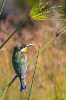 #Guêpier à collier bleu (Merops variegatus)
oiseaux.net/oiseaux/guepie…