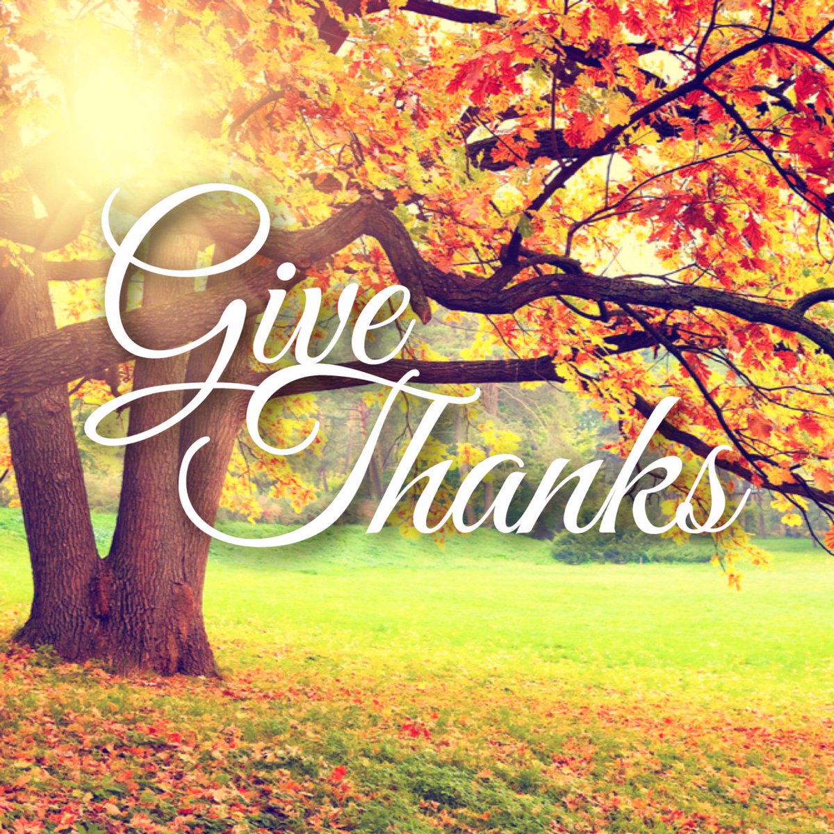 MHReputation's tweet image. Happy Thanksgiving to everyone!