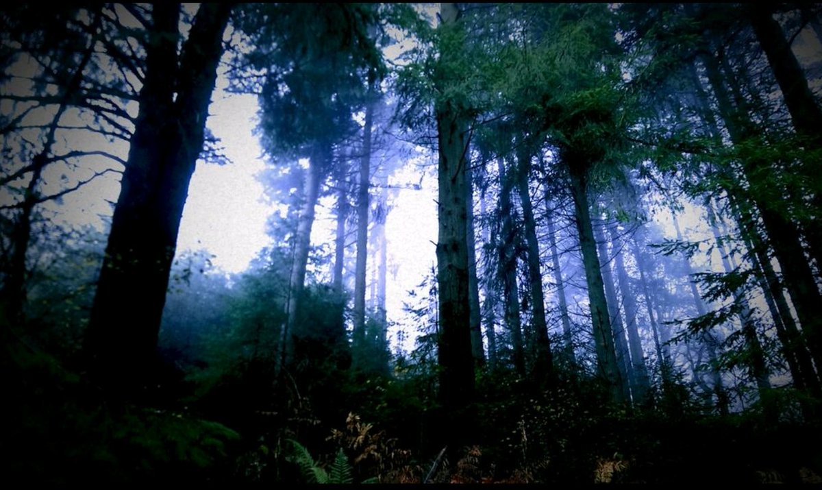 JordanAshReid's tweet photo. #photography #Woods #Forest #mist #foggy #breconbeacons #dark #Wales https://t.co/55HsEMt0jR
