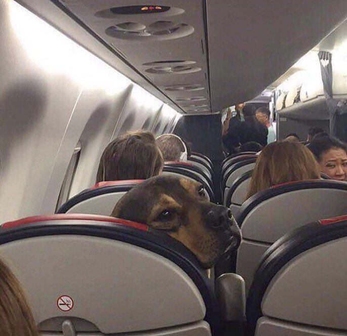 MrAngryScotsman's tweet photo. "Gonnae tell yer kids to stop kicking ma seat" https://t.co/vTrgsPkisY