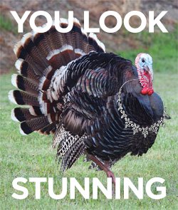 JewelryMarketer's tweet photo. May the only argument today be about who gets the drumsticks! Enjoy your holiday!  #Thanksgiving https://t.co/weFvVHmgPO