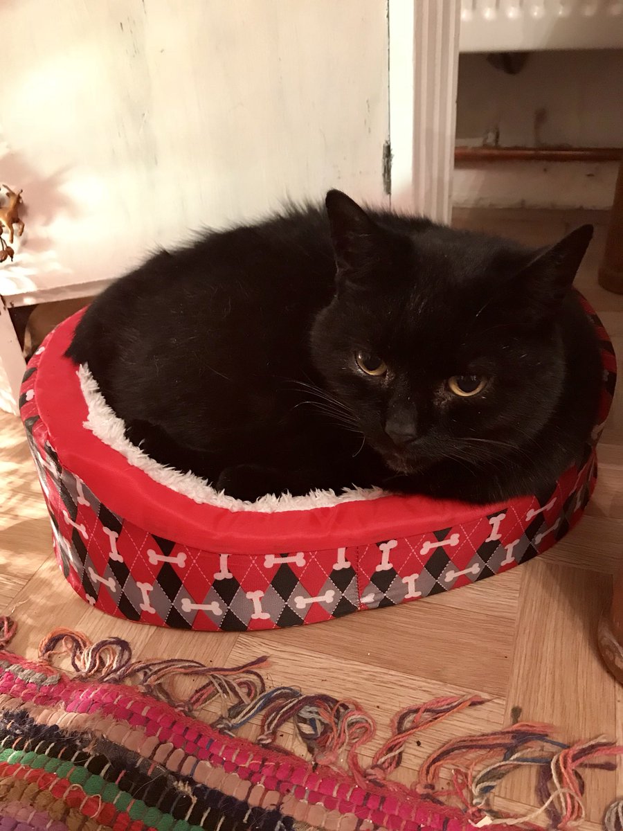 LouisMac9's tweet photo. Even Jackβs at it....π#tinybed #fatcat #bedfail https://t.co/8VXGUkWbLw