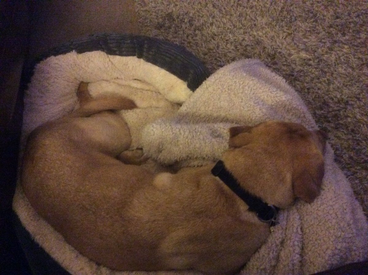 PrincessZaraBPS's tweet image. Home after a hard day at work... sweet potato treats in the oven #dogslife #hearingdogs