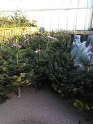 AbercornGC's tweet photo. Christmas Trees now in stock!  Care tips to keep them looking good https://t.co/vwPj5GfmVR #essexhour #withamhour @EssexTalk @ChelmsfordLover @EssexHomeBuying @NetworkingEssex @essexuknews @dailyessex https://t.co/tgLh1csQ51