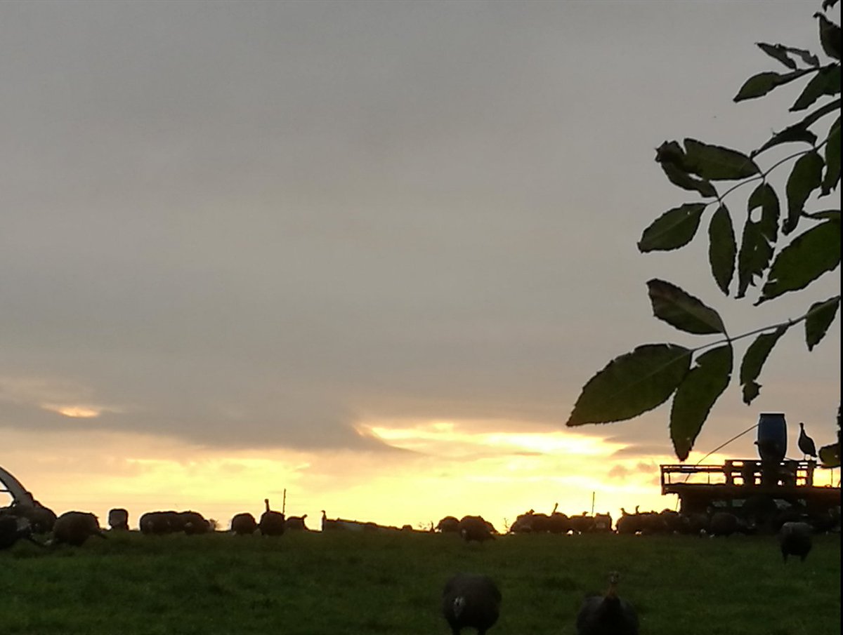 Evening checking the turkeys #RedAtNight #FreeRangeBronze #33DaysTillChristmas