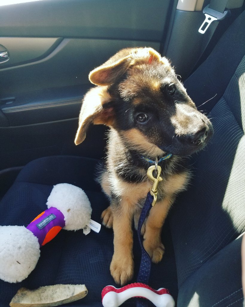 FabulouslySarah's tweet photo. I couldn't love her more @Purina #DogThanking #GSD #Germanshepherd https://t.co/1IPv6PljvY