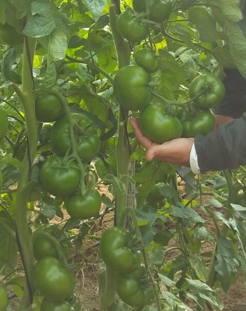 aggbiotech's tweet photo. Fantásticos los tomates con nuestro plan de #biofertilización. Rizorganic Complex a tope #PUMAEP https://t.co/7un5ICIoDS