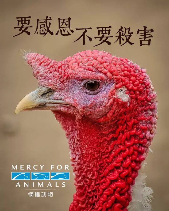 tofanyi's tweet photo. #HappyThanksgiving2017 #GoVegan https://t.co/MnJOLmPIQk