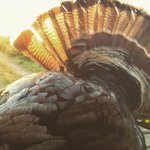 Photo by Strut Commander (@strut_commander)