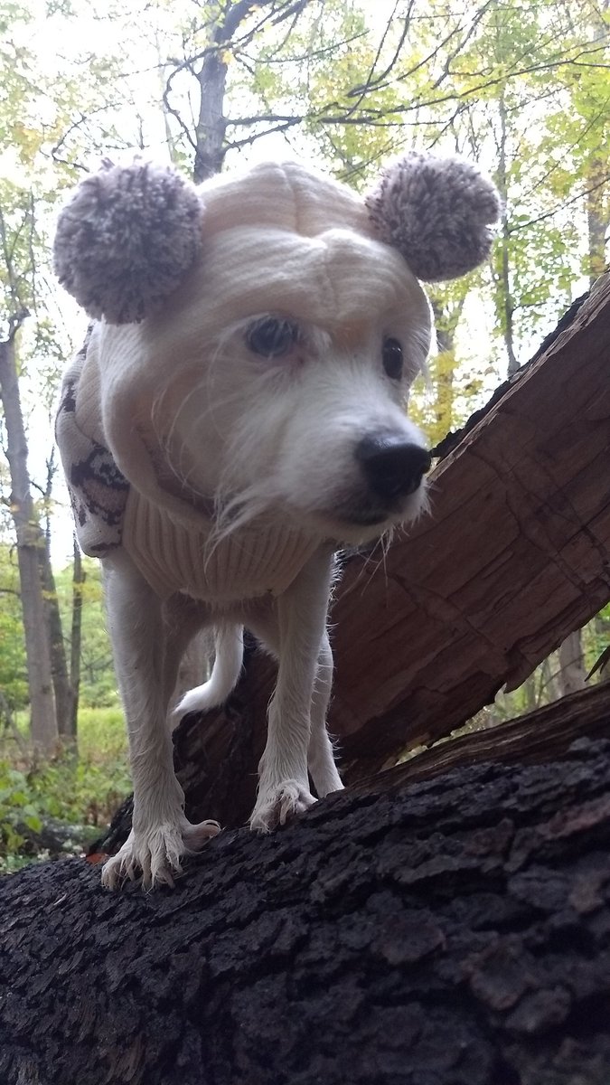 debbeadz's tweet photo. #dm3kyle saffy wants to be Kyle's friend!!! https://t.co/iPhWziNwux