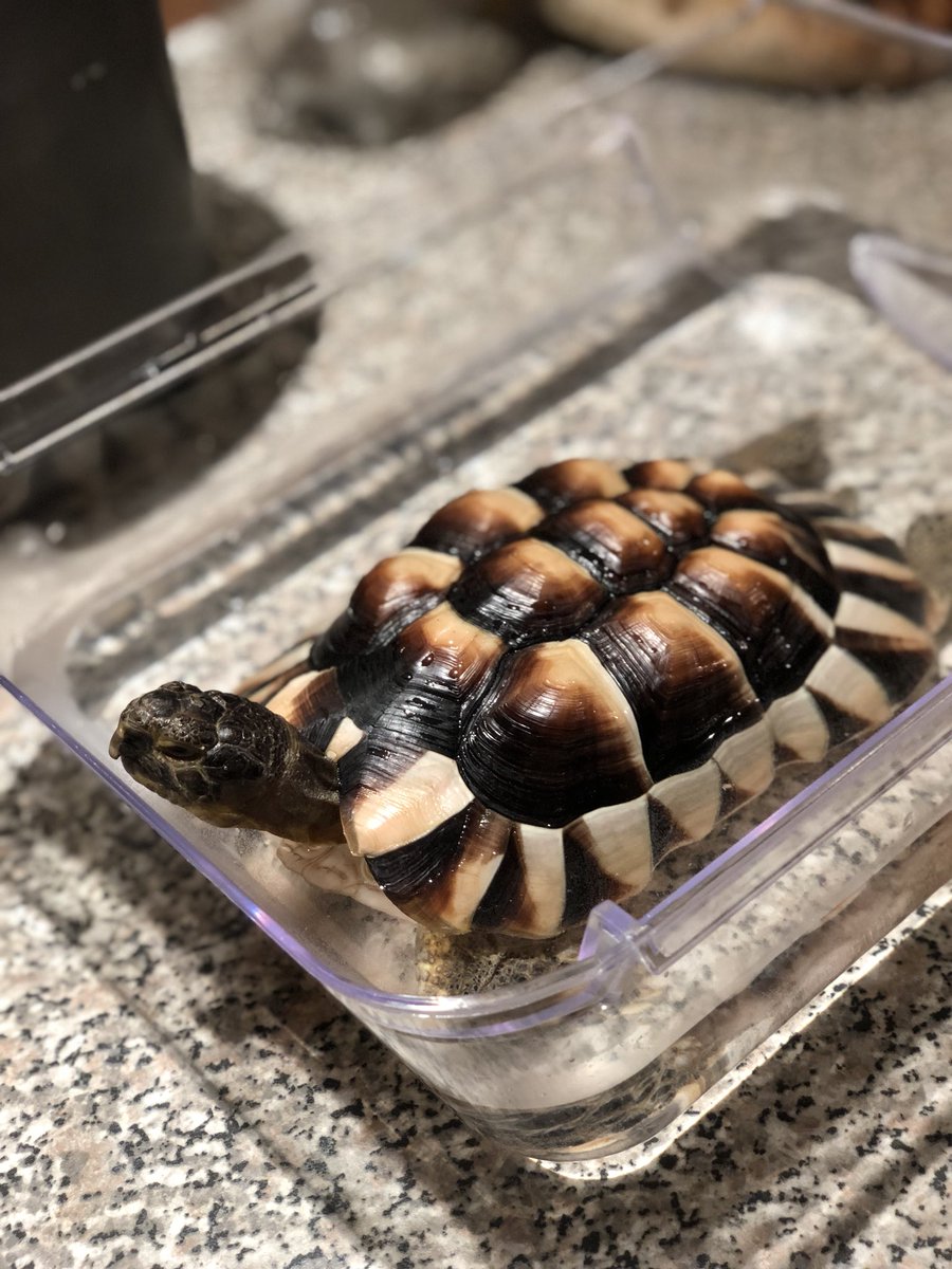 bbrennan83's tweet photo. Bath time for the little man! Getting set for hibernation #pet #tortie #marginated https://t.co/F9D900dtmh