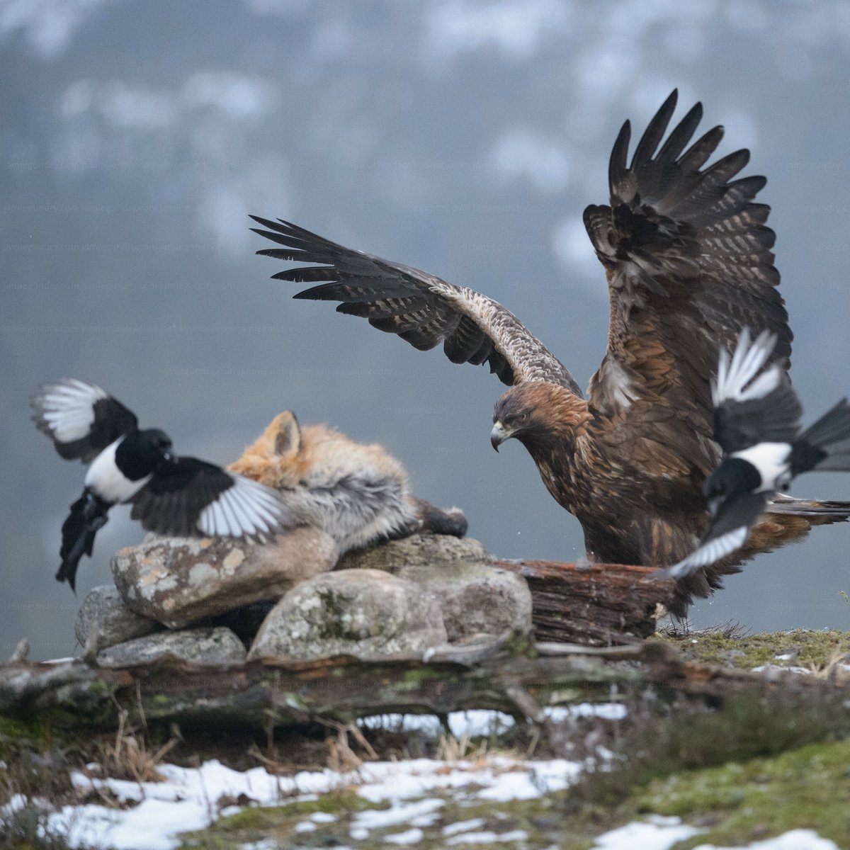 Jamie Gundry On Twitter A Wild Golden Eagle Kicks Magpies