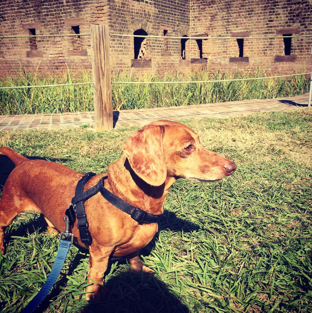 A_Pirok's tweet photo. Frank, hound group. 10 years old. Wins #bestinhouse everyday! #NationalDogShow https://t.co/Rus0YuluXN