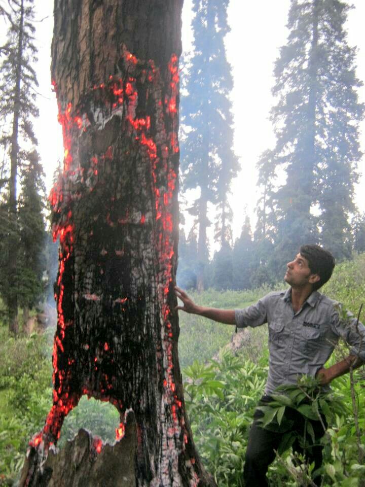 javaidbanday's tweet photo. @rifatabdullahh this is file photo captured by me In 2014, my friend checking the burning of #Kayer tree in #doodpathri.
It happens only in #kashmir.. loot of green gold make some of us millionaires, U know some cut down them for hotel 8 health resorts. https://t.co/HIa8svImER