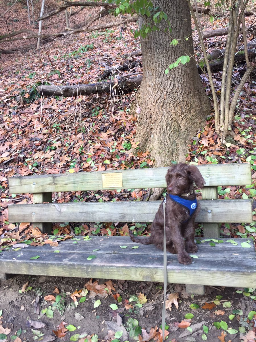DonAdams011's tweet photo. Mika on a #HappyThanksgivingDay2017 hike in the @metro_parks #sandrun looking for new friends #dm3kyle #DM3KYLE #labradoodle https://t.co/gOhX3TrKjv