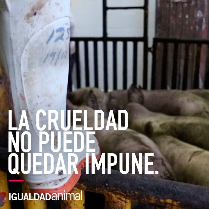LanzElisa's tweet photo. .@JorgeAranaArana @MarefugioRuizM @SusanaBarajas16 por favor legislen para acabar con la #ImpunidadEnRastros, no puede ser que sigan deteniendo la iniciativa #JaliscoSinCrueldadAnimal https://t.co/UDA1kVO1cU