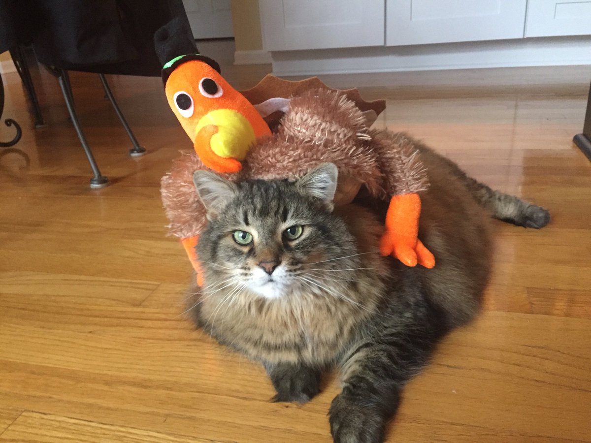 DixieCat10's tweet photo. Happy Thanksgiving! https://t.co/VdbEluqWsU