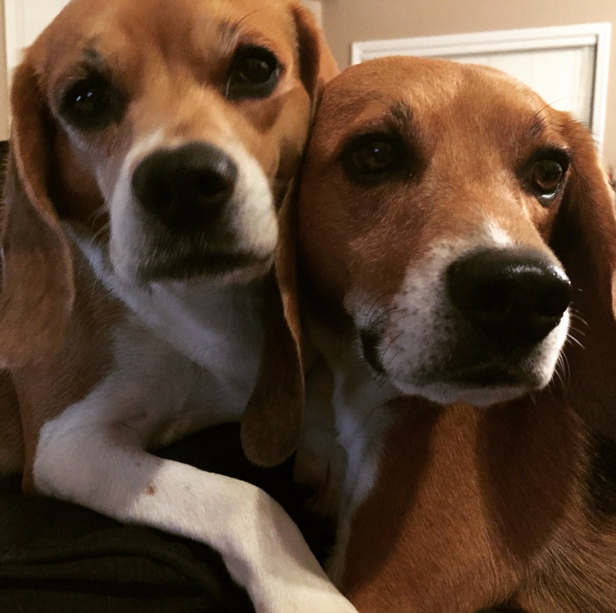 mrscchristensen's tweet photo. Missing my beagle babies this Thanksgiving. ❤️ #DogThanking #purina https://t.co/xqT01ReD2n