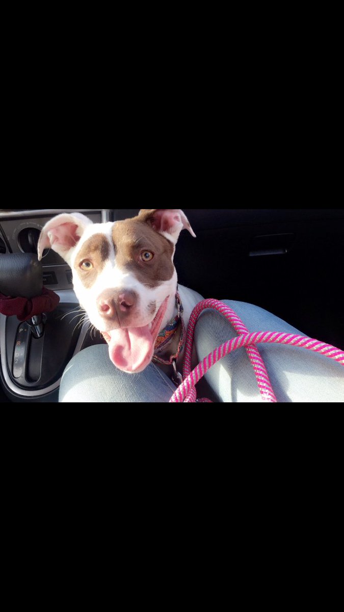 GET_kAT_ME's tweet photo. #DM3Kyle my only child needs a friend!!! 💕🐾 https://t.co/YA5r5WmoXL