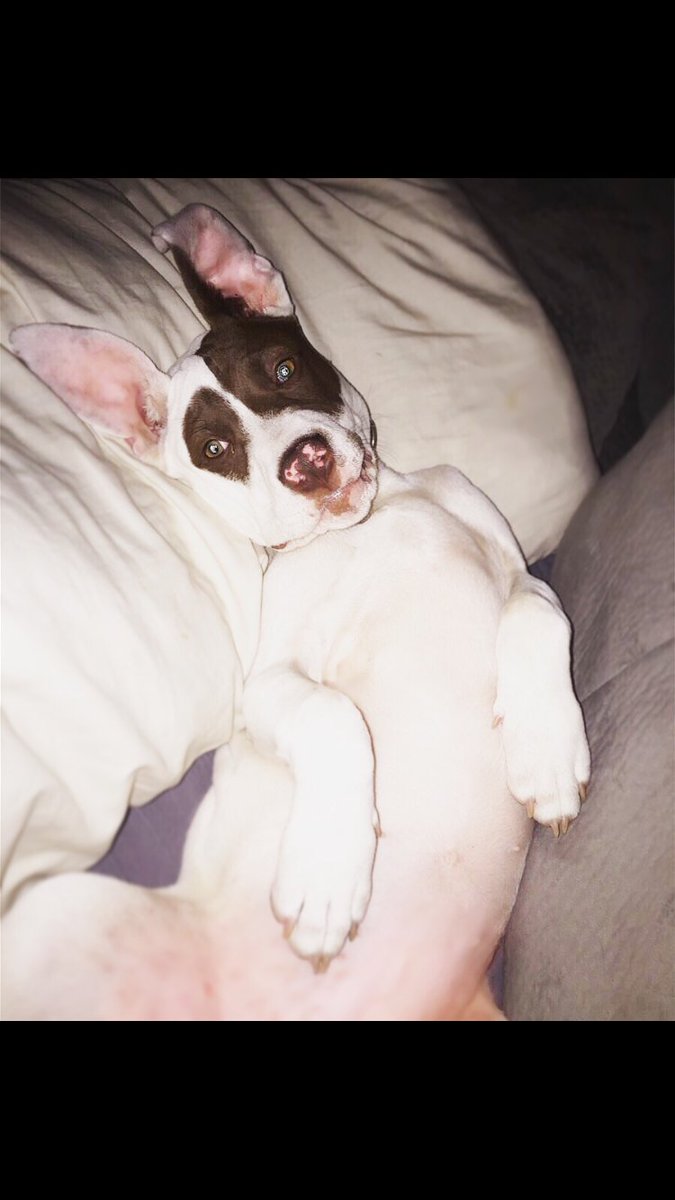 GET_kAT_ME's tweet photo. #DM3Kyle my only child needs a friend!!! 💕🐾 https://t.co/YA5r5WmoXL