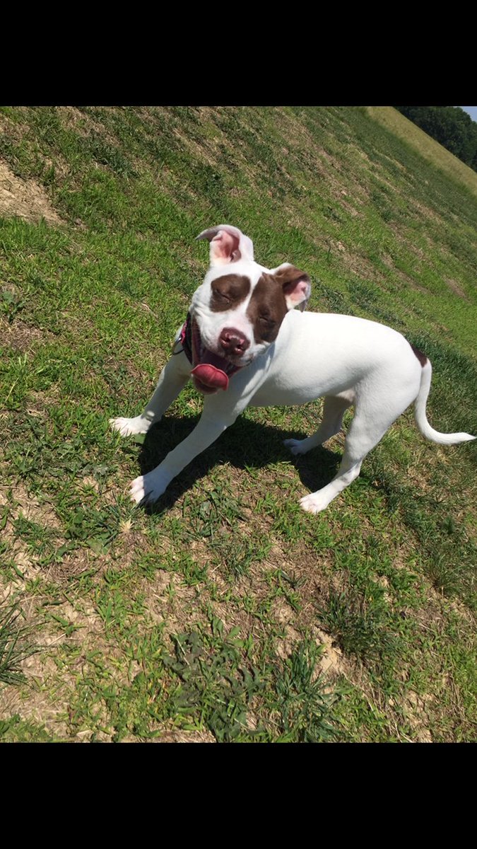 GET_kAT_ME's tweet photo. #DM3Kyle my only child needs a friend!!! 💕🐾 https://t.co/YA5r5WmoXL