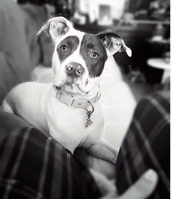 GET_kAT_ME's tweet photo. #DM3Kyle my only child needs a friend!!! 💕🐾 https://t.co/YA5r5WmoXL