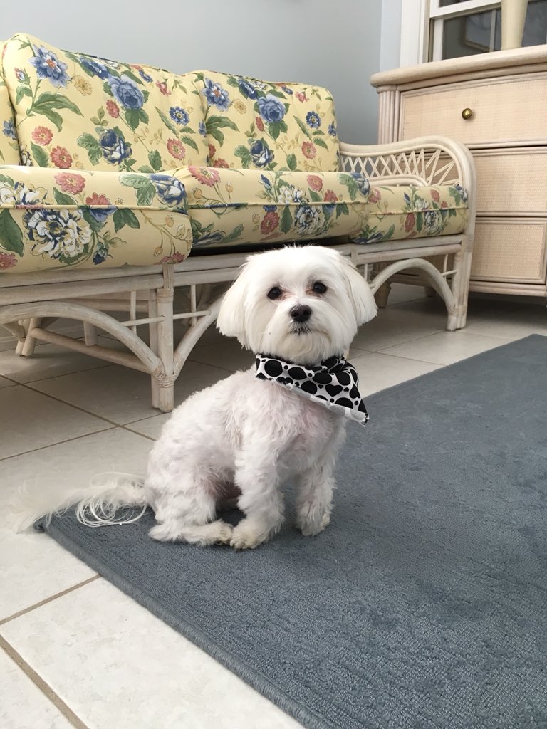 hflueck's tweet photo. Enjoying a little dog TV show #DogThanking #letslivebig #purina https://t.co/tMm48nMidT