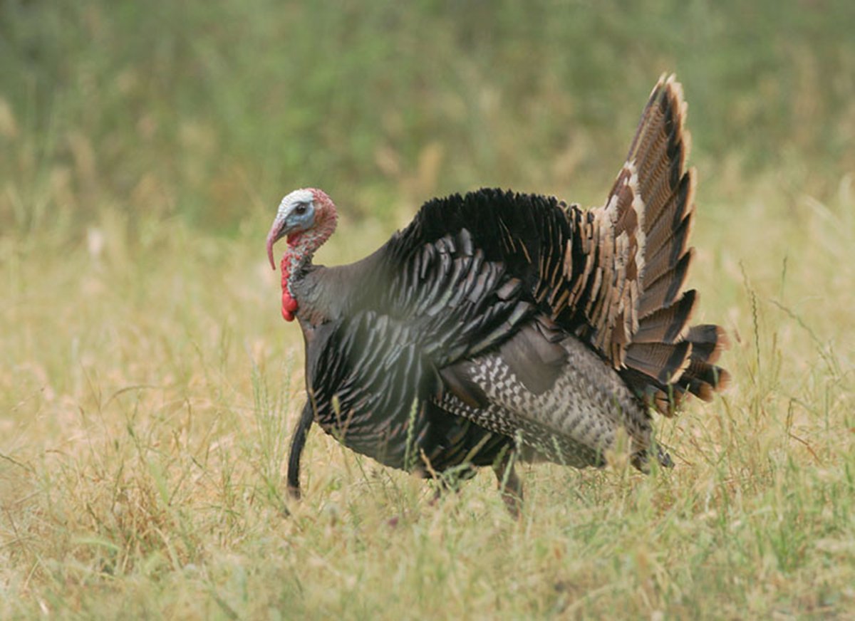 OhioStateParks's tweet photo. Happy Thanksgiving from your Ohio State Parks! https://t.co/VqOiBhZmBz https://t.co/oETPCTxQz0