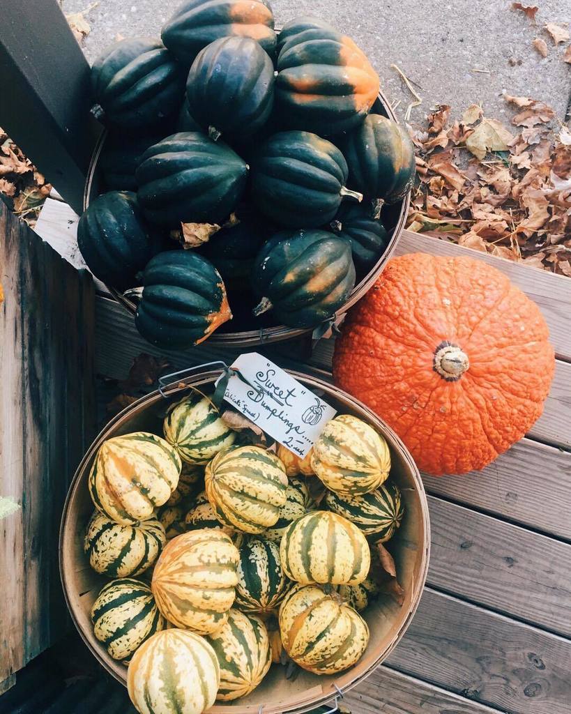 reidycreative's tweet photo. Thankful for family, friends, and this city we call home. What are you thankful for?
.
.
.
#hamiltonlauraville #walthergardens #shopsmall #shoplocal #fallishere #pumpkins #gourds #giftshop #pumpkinpicking #baltimore #autumn #igdaily #instagood #thanksgiving #thankful #locald… https://t.co/4Es3CbxvT5