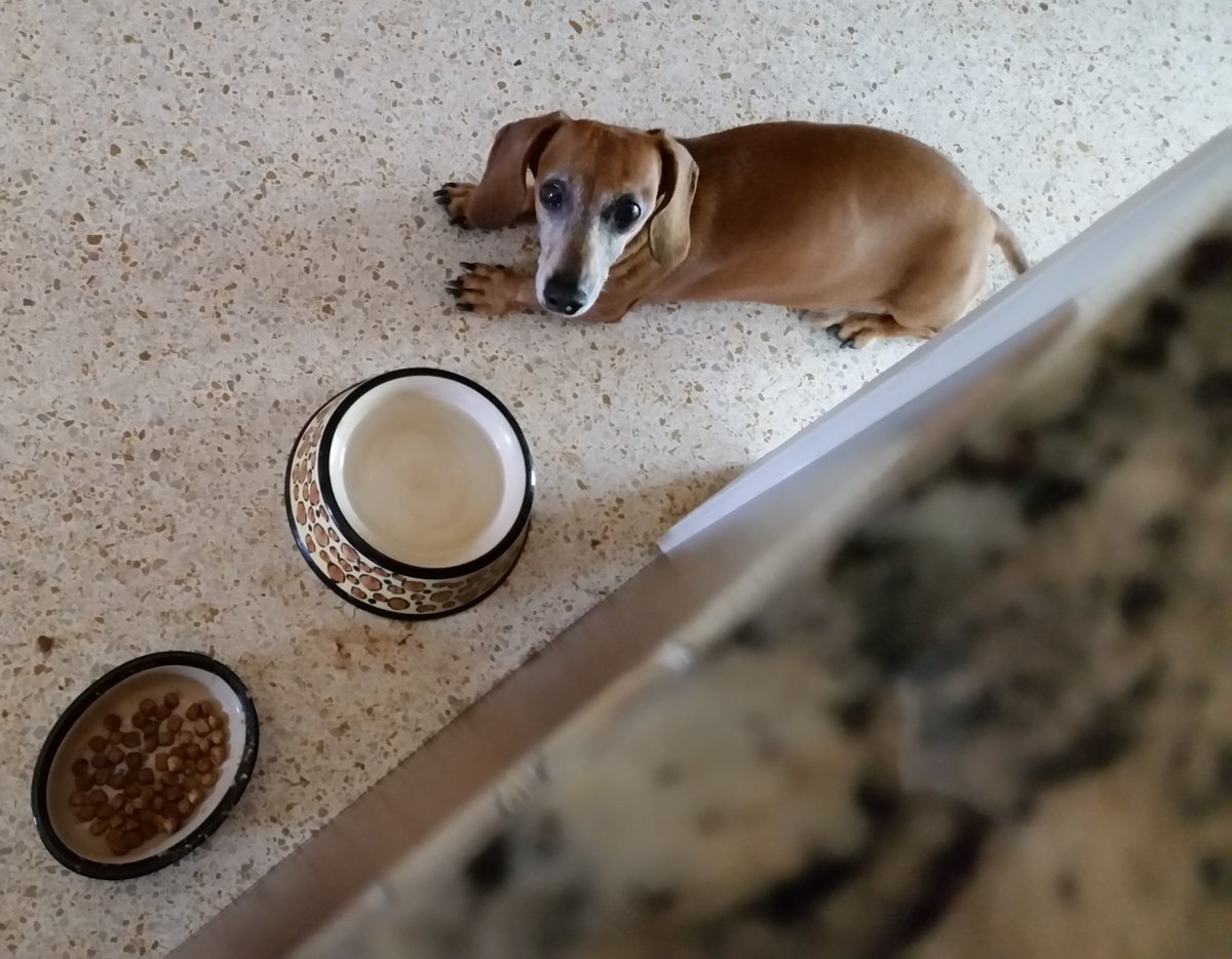 LisaPirro315's tweet photo. #DogThanking my #Dachshund #Jingles for reminding me the most important things in life are food, water and unconditional #love.
Kudos @purina for donating $1.00 to @greatergoodorg for each post towards #hurricanerelief aiding people and #pets
#LetsLiveBig #HappyThanksgiving https://t.co/4X3zH23K8S