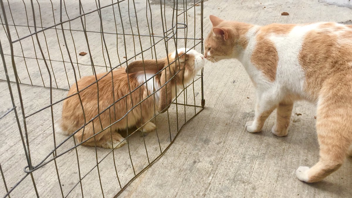 CarlosEA10's tweet photo. @awwcuteness 🐈🐇🖤 https://t.co/dg24DXOHOz