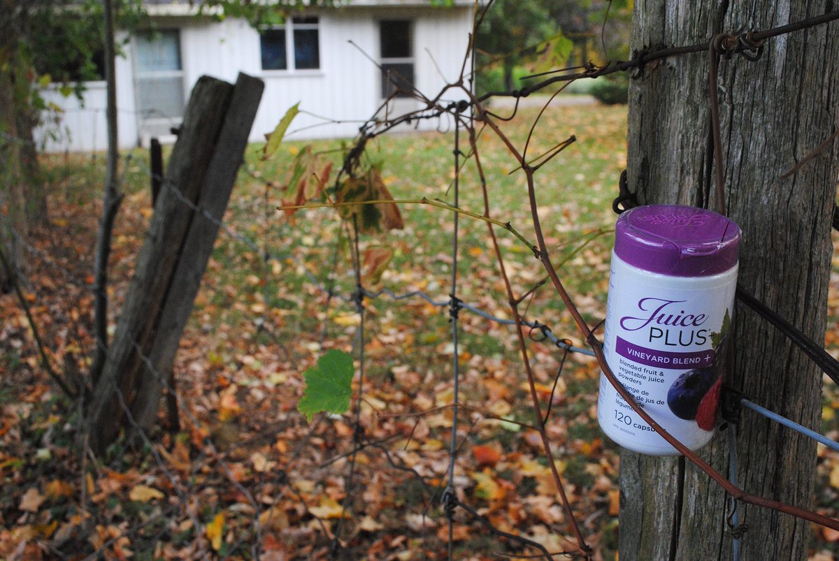 JuicePlusCDN_FR's tweet photo. Nous l'avons entendu par la rumeur que notre Blend Vineyard a 5 baies différentes et quelques autres aliments entiers tous dans une capsule! https://t.co/XKLqvHjRVK