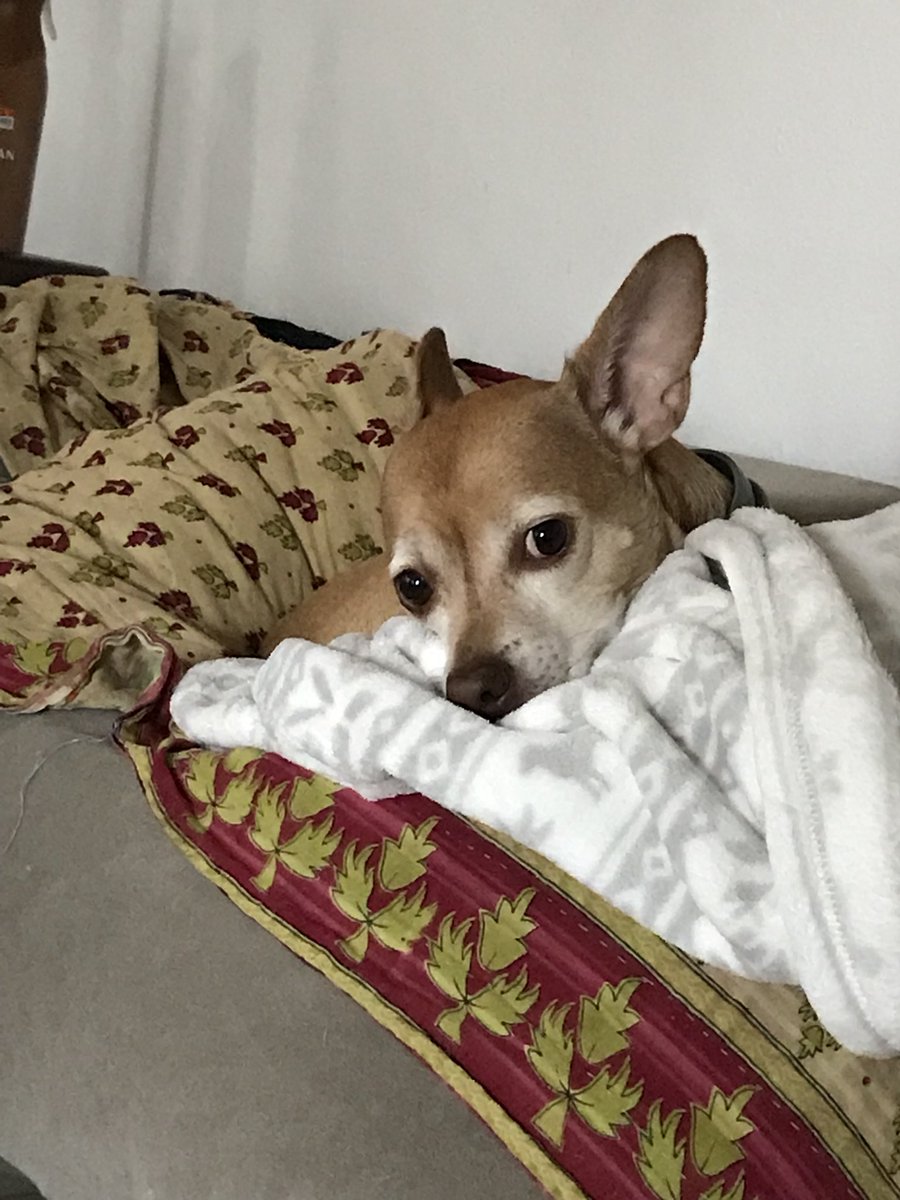 badralphie's tweet photo. #dogthanking @purina Waiting for dad to get home for Thanksgiving! https://t.co/E8o24YaqDx