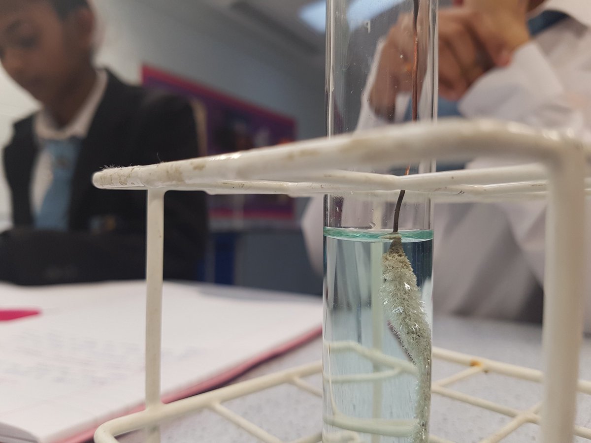 NTA_STEM's tweet photo. Anoushree and Jessica in Mr. A-Qs science class making the best silver crystals @Nightingale_NTA @NTA_STEM @AETAcademies @AETscience #wedoexperiments #goodschoolgettingbetter https://t.co/SybgptO5WY