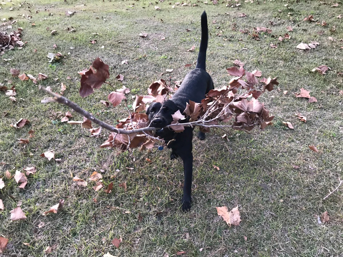 CCTurp1990's tweet photo. #DogThanking @Purina https://t.co/jgiTXbJs2U